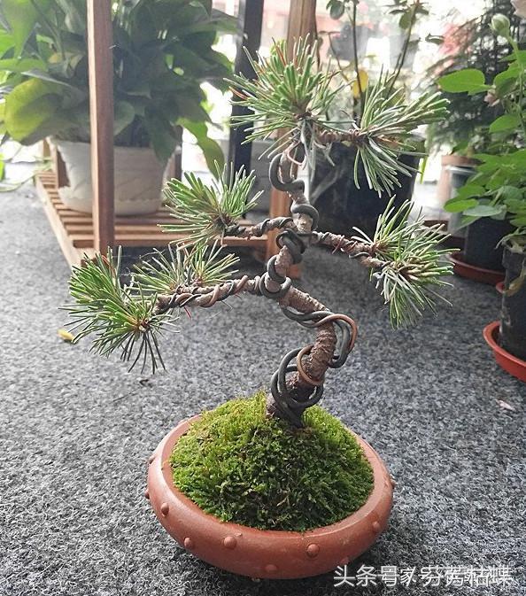 樹幹彎彎，身價翻番，養盆景別說這點你都不知道！