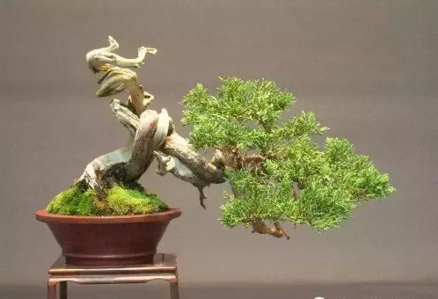 三分鐘學會 微型盆景造型製作
