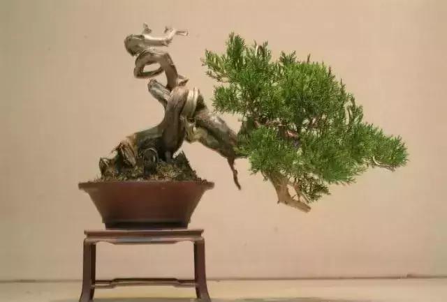 三分鐘學會 微型盆景造型製作