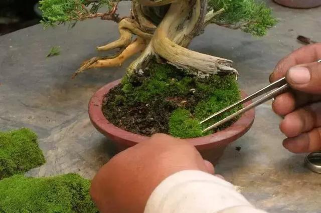 三分鐘學會 微型盆景造型製作