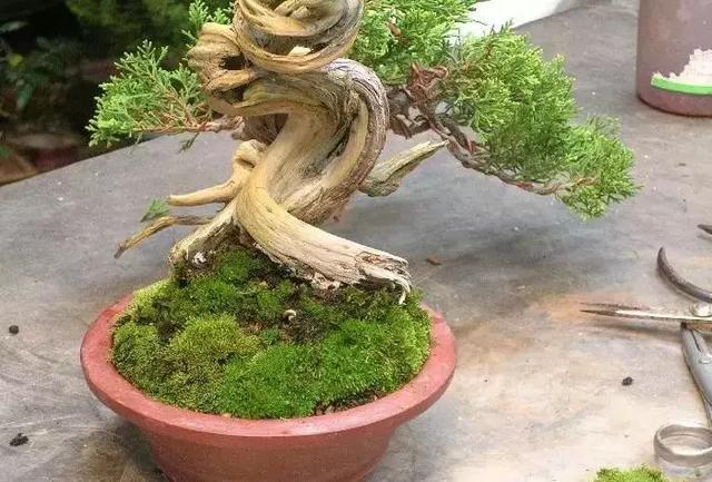 三分鐘學會 微型盆景造型製作