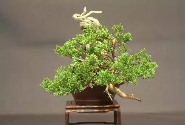 三分鐘學會 微型盆景造型製作