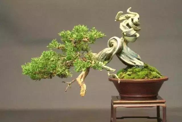 三分鐘學會 微型盆景造型製作