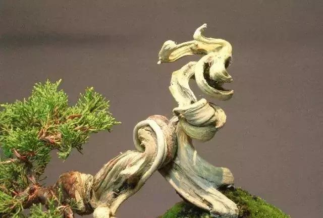 三分鐘學會 微型盆景造型製作