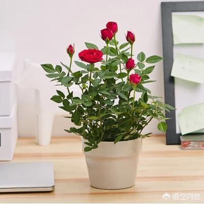 家庭養花如何自製殺蟲劑？