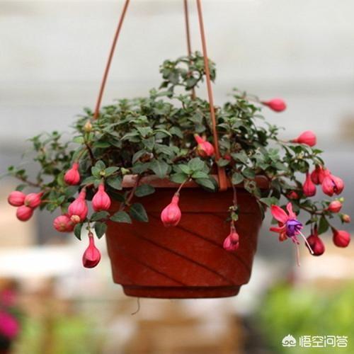 家庭養花如何自製殺蟲劑？
