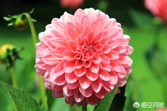 家庭養花如何自製殺蟲劑？