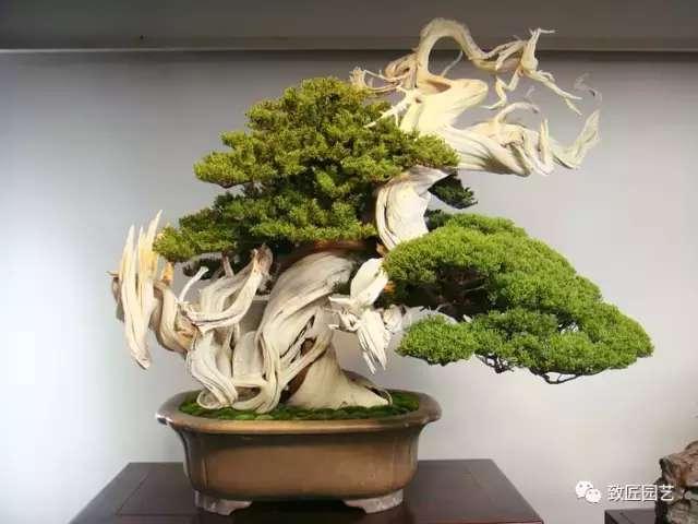 牢記盆景造型的這三個基本原則 潛移默化 對造型大有幫助