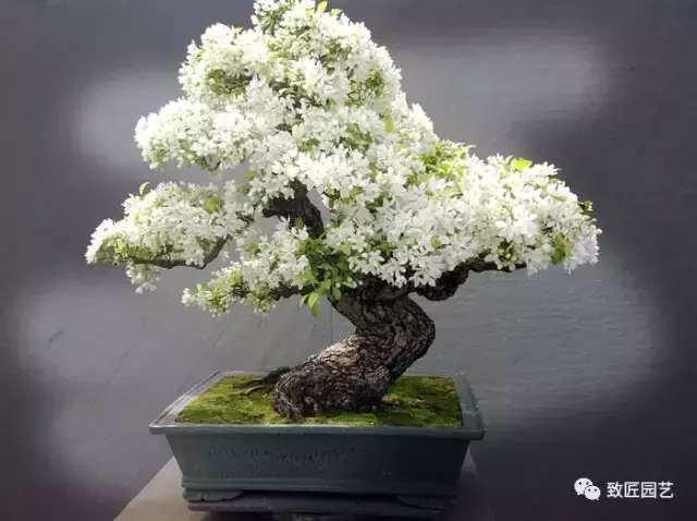 牢記盆景造型的這三個基本原則 潛移默化 對造型大有幫助