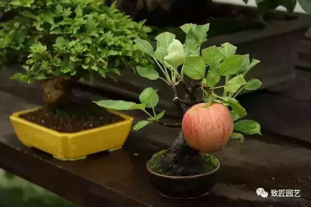 牢記盆景造型的這三個基本原則 潛移默化 對造型大有幫助
