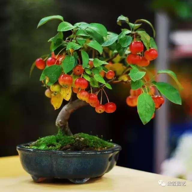 牢記盆景造型的這三個基本原則 潛移默化 對造型大有幫助