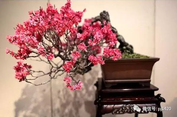 都知道盆景好看，你真的會欣賞嗎？ 
