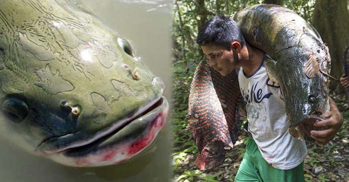 這種魚從一億年前的遠古時代就生存至今，是許多老饕的最愛，卻因「太笨太單純」而差點滅種！ 