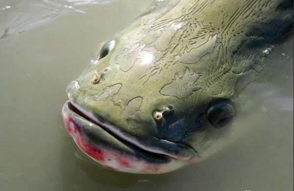 這種魚從一億年前的遠古時代就生存至今，是許多老饕的最愛，卻因「太笨太單純」而差點滅種！ 