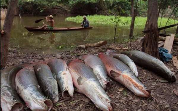 這種魚從一億年前的遠古時代就生存至今，是許多老饕的最愛，卻因「太笨太單純」而差點滅種！ 