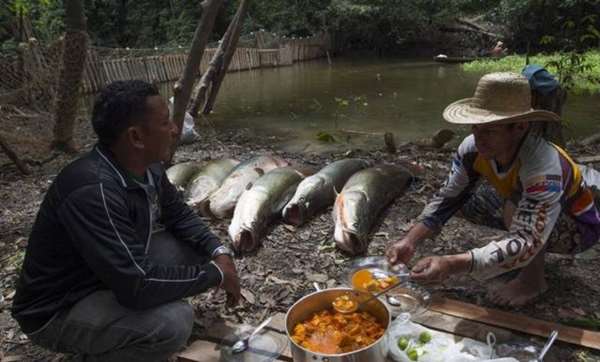 這種魚從一億年前的遠古時代就生存至今，是許多老饕的最愛，卻因「太笨太單純」而差點滅種！ 