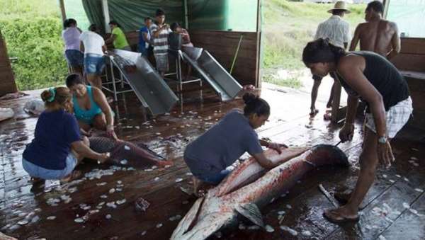 這種魚從一億年前的遠古時代就生存至今，是許多老饕的最愛，卻因「太笨太單純」而差點滅種！ 