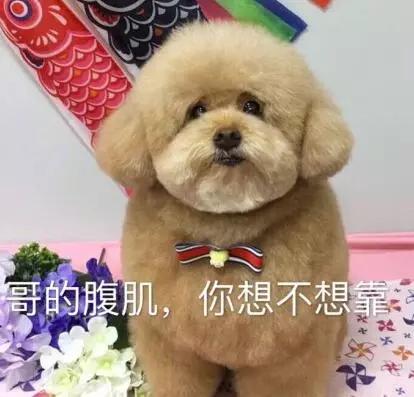 最近一隻泰迪火了，至於為什麼，看看它的體型就知道……