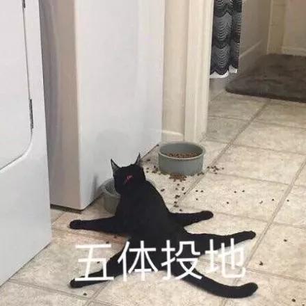 科學再次證實狗狗智商逆天！那貓呢？科學家：給貓做實驗…太難了！