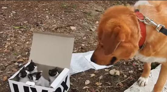 黃金獵犬散步時帶主人找到一個盒子，打開後從此變身激萌奶爸 