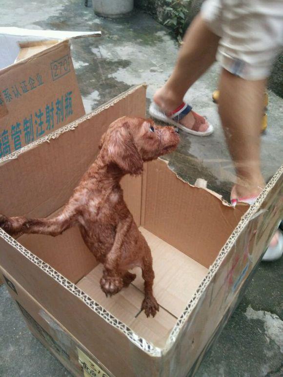 主人去哪了？皮包骨的狗狗被丟棄在路旁，眼睛直勾勾盯著行人，就怕漏看了主人的身影... 