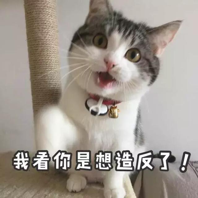 為什麼喵主子總是「把東西推下桌」？專家出面解釋「絕不只是手賤」XDD