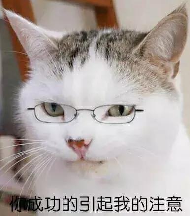 為什麼喵主子總是「把東西推下桌」？專家出面解釋「絕不只是手賤」XDD