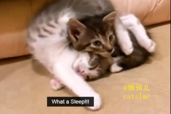 小萌貓正在睡懶覺，主人手賤惡搞貓咪，接下來神奇的一幕發生了