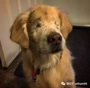  超暖心黃金獵犬2歲之前都被殘忍的人類關在黑心繁殖場當作生產機器，沒有眼睛的它逃出後竟然考取了醫療犬證書