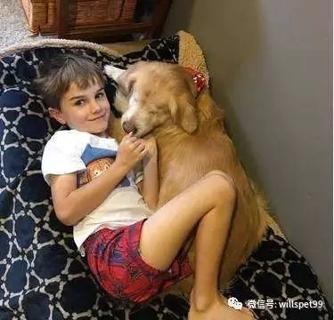  超暖心黃金獵犬2歲之前都被殘忍的人類關在黑心繁殖場當作生產機器，沒有眼睛的它逃出後竟然考取了醫療犬證書