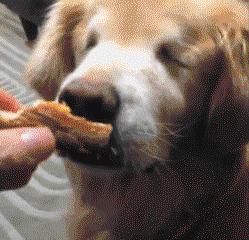  超暖心黃金獵犬2歲之前都被殘忍的人類關在黑心繁殖場當作生產機器，沒有眼睛的它逃出後竟然考取了醫療犬證書