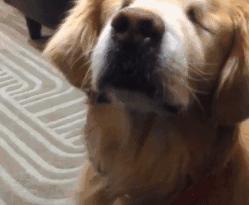  超暖心黃金獵犬2歲之前都被殘忍的人類關在黑心繁殖場當作生產機器，沒有眼睛的它逃出後竟然考取了醫療犬證書