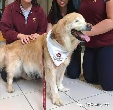  超暖心黃金獵犬2歲之前都被殘忍的人類關在黑心繁殖場當作生產機器，沒有眼睛的它逃出後竟然考取了醫療犬證書