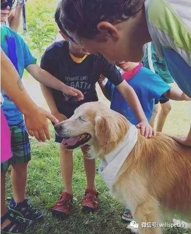  超暖心黃金獵犬2歲之前都被殘忍的人類關在黑心繁殖場當作生產機器，沒有眼睛的它逃出後竟然考取了醫療犬證書