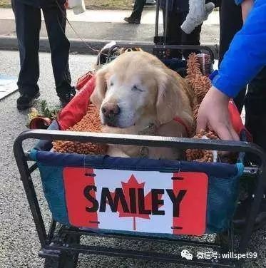  超暖心黃金獵犬2歲之前都被殘忍的人類關在黑心繁殖場當作生產機器，沒有眼睛的它逃出後竟然考取了醫療犬證書