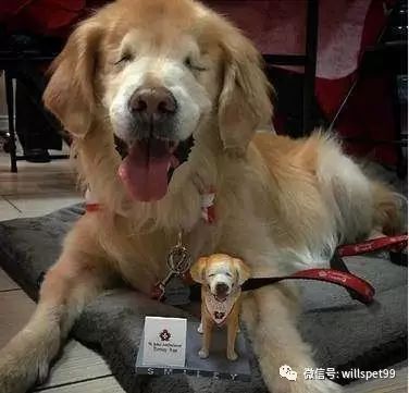  超暖心黃金獵犬2歲之前都被殘忍的人類關在黑心繁殖場當作生產機器，沒有眼睛的它逃出後竟然考取了醫療犬證書