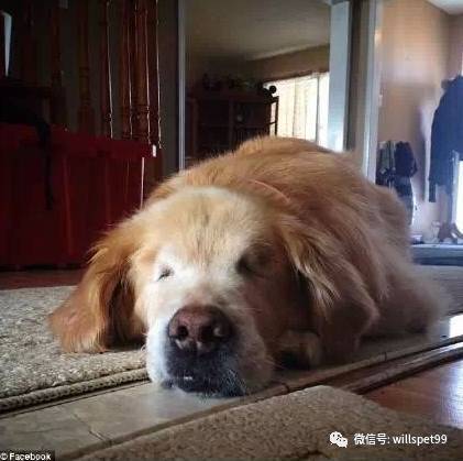  超暖心黃金獵犬2歲之前都被殘忍的人類關在黑心繁殖場當作生產機器，沒有眼睛的它逃出後竟然考取了醫療犬證書