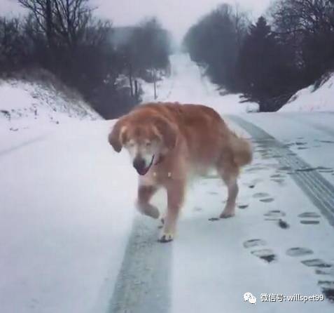  超暖心黃金獵犬2歲之前都被殘忍的人類關在黑心繁殖場當作生產機器，沒有眼睛的它逃出後竟然考取了醫療犬證書