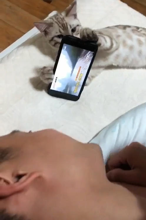男友跟貓獨自在家，女友提前下班回來，竟被眼前的一畫面給嚇傻了
