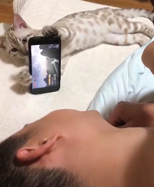 男友跟貓獨自在家，女友提前下班回來，竟被眼前的一畫面給嚇傻了