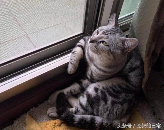 貓咪做完絕育後傷心欲絕，趴在窗戶懷疑貓生，風流日子從此結束！ 