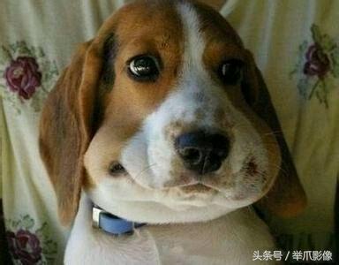 萌寵花樣作死，玩蜜蜂被蟄，很慘但忍不住想笑 