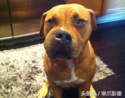萌寵花樣作死，玩蜜蜂被蟄，很慘但忍不住想笑 