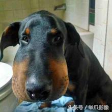 萌寵花樣作死，玩蜜蜂被蟄，很慘但忍不住想笑 