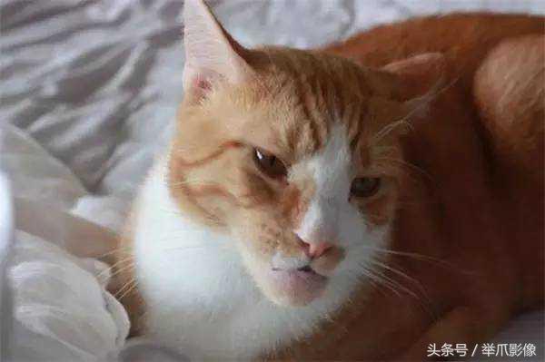 萌寵花樣作死，玩蜜蜂被蟄，很慘但忍不住想笑 