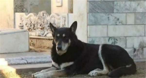 狗主人去世愛犬一夜之間失蹤，1年後讓誤解的家人痛哭流涕！