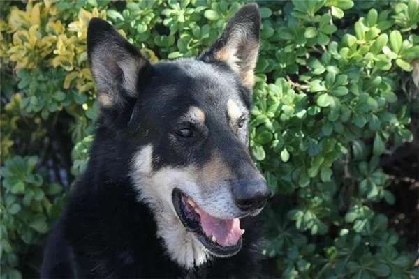狗主人去世愛犬一夜之間失蹤，1年後讓誤解的家人痛哭流涕！