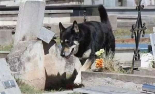 狗主人去世愛犬一夜之間失蹤，1年後讓誤解的家人痛哭流涕！