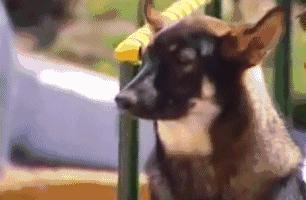狗主人去世愛犬一夜之間失蹤，1年後讓誤解的家人痛哭流涕！
