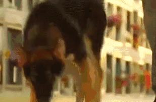 狗主人去世愛犬一夜之間失蹤，1年後讓誤解的家人痛哭流涕！